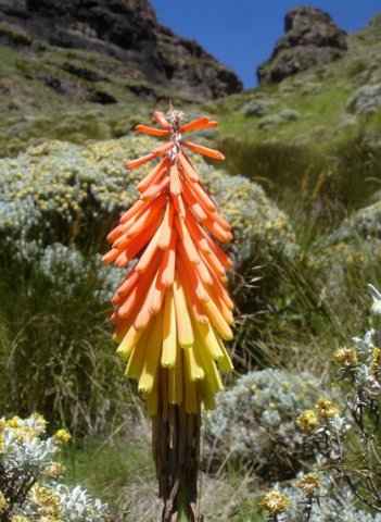 Kniphofia ritualis 